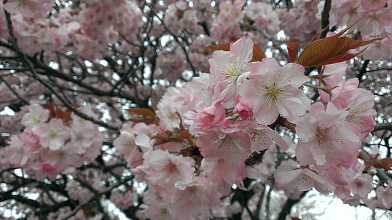 ciliegia, primavera, ciliegia selvatica, fiore, pianta fiorita, pianta, fragilità, freschezza, fiorire, albero, crescita, bellezza nella natura, vulnerabilità, ramo, colore rosa, fiore di ciliegio, petalo, avvicinamento, ciliegio, natura, nessuno, infiorescenza, testa di fiore, all'aperto, polline, un mazzo di fiori, 2K, CC0, dominio pubblico, privo di copyright