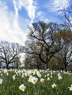 narcis, záhon, jaro, krajina, květ, lůžko, velikonoční, zelená, jarní květina, Příroda, zahrada, žlutá, rostlina, květinový, kytice, bílý, mrak - nebe, venku, nebe, kvetoucí rostlina, strom, krása v přírodě, svěžest, růst, křehkost, pole, zranitelnost, přistát, nikdo, den, klid, tráva, květu hlavy, 4K