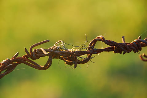 Stacheldraht, Draht, rostig, rostfrei, Verdrahtung, Stacheldrahtzaun, Vorsicht, Pflanze, Fokus auf den Vordergrund, Nahansicht, keine Leute, Natur, Schutz, Tag, Sicherheit, grüne Farbe, Wachstum, draußen, Ast, selektiver Fokus, Metall, Baum, Pflanzenteil, Regen, 4K, CC0, gemeinfrei, lizenzfrei