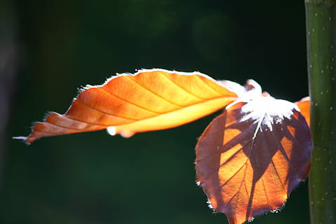 faggio di rame, le foglie, albero, foglia, natura, autunno, giallo, stagione, parte vegetale, colore arancione, avvicinamento, pianta, concentrarsi sulle conoscenze acquisite, bellezza nella natura, crescita, fragilità, vulnerabilità, freschezza, nessuno, giorno, all'aperto, modificare, cibo, frutta, vena fogliare, fiore, arancia, 2K, CC0, dominio pubblico, privo di copyright