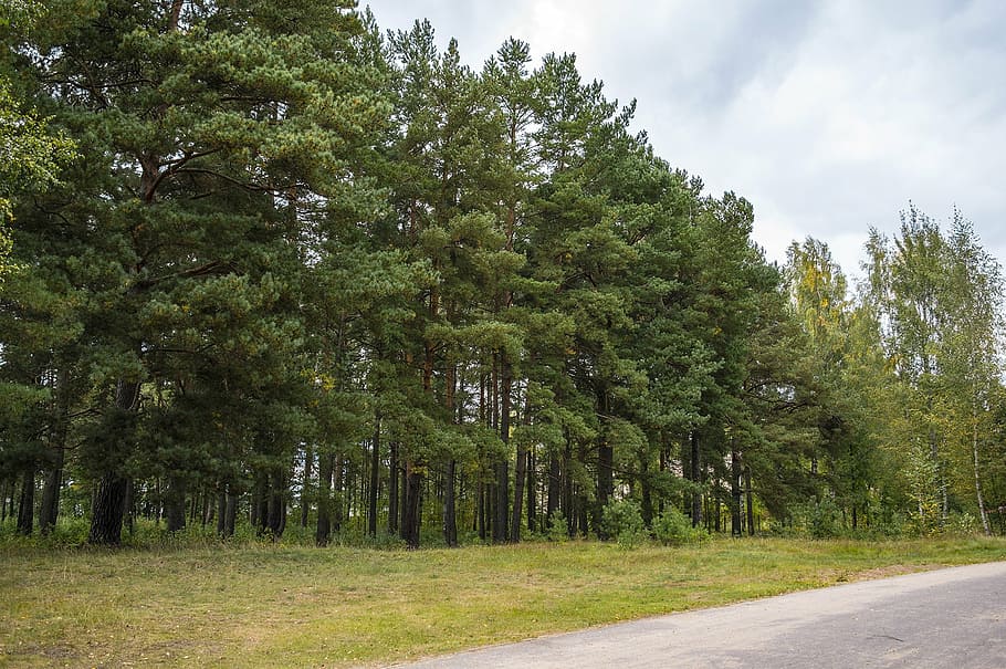 bosc de pins, bosc, bosc de coníferes, arbres, pi, sosnovyi bor, arbre de coníferes, naturalesa, naturalesa bàltica, conífera, naturalesa viva, verd, de fulla perenne, paisatge, estiu, arbre, a l'aire lliure, planta, creixement, color verd, bellesa a la natura, terra, tranquil·litat, carretera, dia, escena tranquil·la, cel, cap gent, transport, escena no urbana, escenics - natura, direcció, el camí a seguir, treelined, 1080P