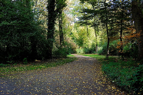 bosc, lluny, camí forestal, humor, atmosfera, tardor, fulles, arbre, planta, el camí a seguir, direcció, tranquil·litat, creixement, bellesa a la natura, sendera, terra, naturalesa, escena tranquil·la, dia, cap gent, escenics - natura, full, part de la planta, canvi, color verd, perspectiva decreixent, a l'aire lliure, ruta, 2K, CC0, domini públic, lliure de regalies