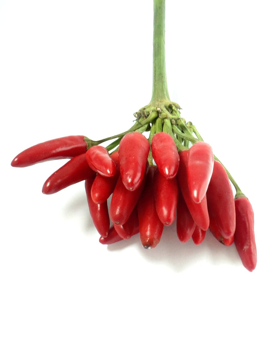 Chili, rot, Scharf, Paprika, Lebensmittel, Essen, Pfeffer, Schoten, Schärfe, roter Pfeffer, Peperoni, Gemüse, Pfefferernte, feurig, Chilischoten, pikant, würzen, frisch, gesund, essbar, hell, Jahreszeit, Vitamine, nachtschattengewächs, fruchtig scharf, Pflanze, schließen, Studioaufnahme, weißer Hintergrund, Essen und Trinken, drinnen, Frische, Wohlbefinden, Stillleben, gesundes Essen, Nahansicht, kopieren sie platz, Chili-Pfeffer, ausgeschnitten, keine Leute, Gruppe von Objekten, Rohkost, rote Chilischote, 2K