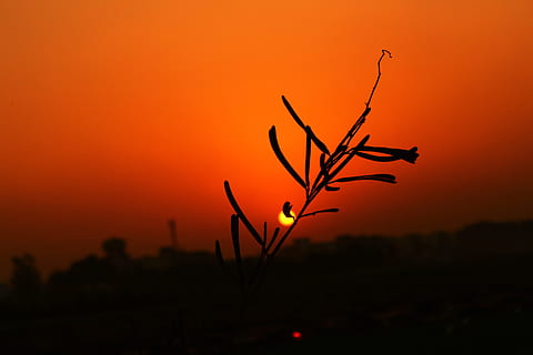 silhuet, solnedgang, sol, plan, landskab, udendørs, aften, orange farve, plante, skumring, ingen mennesker, natur, skønhed i naturen, himmel, vækst, ro, scenics - natur, fokus på forgrunden, rolig scene, tæt på, kopiere plads, dramatisk himmel, jord, miljø, 5K, CC0, offentligt domæne, royaltyfrie