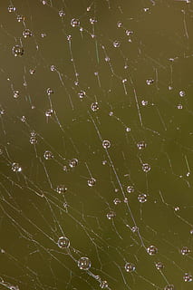 Netzwerk, Tau, Spinnennetz, Herbst, feucht, morgentau, Regentropfen, Tautropfen, schließen, Natur, Spinne, tropfen, Nebel, Makro, Perlen, Zerbrechlichkeit, Verletzlichkeit, Nahansicht, Vollbild, keine Leute, fallen, nass, Schönheit in der Natur, Hintergründe, Wasser, natürliches Muster, grüne Farbe, draußen, Tag, Muster, Netz, Komplexität, 2K, CC0, gemeinfrei, lizenzfrei