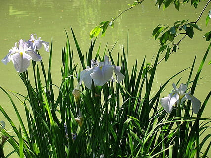 Dam, blomst, blad, iris, have, vand, natur, plante, blomstrende plante, skønhed i naturen, vækst, friskhed, kronblad, grøn farve, skrøbelighed, hvid farve, sårbarhed, ingen mennesker, blomsterhoved, blomsterstand, tæt på, dag, græs, 720P, CC0, offentligt domæne, royaltyfrie