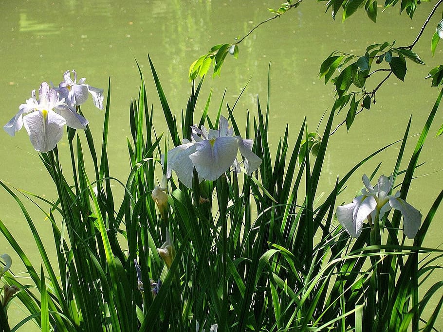 stagno, fiore, foglia, iris, giardino, acqua, natura, pianta, pianta fiorita, bellezza nella natura, crescita, freschezza, petalo, colore verde, fragilità, Colore bianco, vulnerabilità, nessuno, testa di fiore, infiorescenza, avvicinamento, giorno, erba, 720P