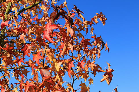 needle leaf maple, maple, red, leaves, colorful, maple leaves, deciduous tree, autumn, nature, leaf, tree, season, branch, outdoors, yellow, sky, plant part, low angle view, change, blue, day, clear sky, orange color, no people, plant, sunlight, beauty in nature, large group of animals, flock of birds, 5K, CC0, public domain, royalty free