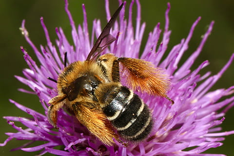 biedrik, lilla, blomst, bi, hveps, insekt, væsen, hvirvelløse, blomstrende plante, dyr, dyr i naturen, dyre temaer, dyreliv, skønhed i naturen, et dyr, blomsterhoved, kronblad, bestøvning, skrøbelighed, tæt på, friskhed, humlebi, sårbarhed, honningbi, ingen mennesker, pollen, 2K, CC0, offentligt domæne, royaltyfrie