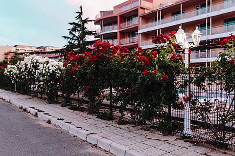 roses of bulgaria, Roses, Bulgaria, flowers, rose, flora, floral, street, urban Scene, outdoors, architecture, building Exterior, travel Locations, city, built structure, plant, tree, building, nature, day, growth, flower, no people, sky, flowering plant, residential district, footpath, transportation, road, 5K, CC0, public domain, royalty free