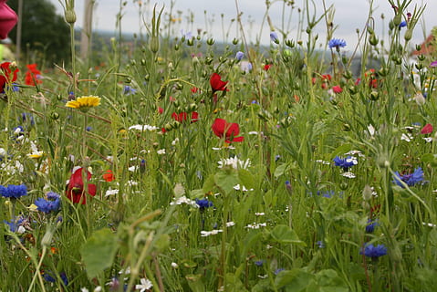 Feldblumen, Frühling, blühende Pflanze, Blume, Pflanze, Wachstum, Verletzlichkeit, Zerbrechlichkeit, Schönheit in der Natur, Land, Feld, Natur, Frische, rot, Nahansicht, Blütenblatt, Mohn, grüne Farbe, selektiver Fokus, Tag, Blütenkopf, Blütenstand, keine Leute, draußen, Blumenbeet, 2K, CC0, gemeinfrei, lizenzfrei