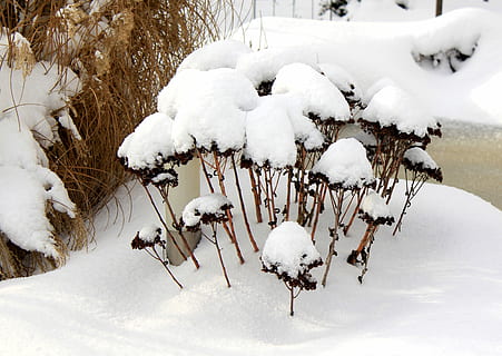 hivern, neu, winterimpression, temperatura de fred, Color blanc, animal, congelat, grup d’animals, temes d'animals, naturalesa, dia, cap gent, vertebrats, cobertura, camp, animals a la natura, terra, fauna animal, gran grup d’animals, a l'aire lliure, herbívors, 4K, CC0, domini públic, lliure de regalies