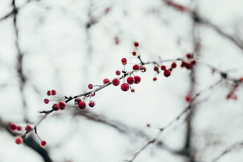 selettivo, messa a fuoco, ciliegia, fiorire, rosso, frutta, cuscinetto, albero, chiaro, cielo, la neve, inverno, freddo, pianta, natura, ramo, temperatura fredda, bellezza nella natura, all'aperto, mangiare sano, cibo, frutti di bosco, cibo e bevande, avvicinamento, concentrarsi sulle conoscenze acquisite, freschezza, nessuno, crescita, giorno, messa a fuoco selettiva, maturo, sorbe, 4K, CC0, dominio pubblico, privo di copyright