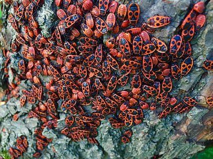 bille, træ, log, insekt, bark, dyr, horn, sonde, ildbille, oryctes nasicornis, rød, afdeling, Brun, horn skjold, ingen mennesker, dag, mad og drikke, fuld ramme, natur, tæt på, baggrunde, overflod, stor gruppe af objekter, tekst, høj vinkel visning, mad, hvirvelløse, stilleben, meddelelse, sund kost, udendørs, manuskript, tørret mad, chili peber, fiskeindustrien, 2K, CC0, offentligt domæne, royaltyfrie