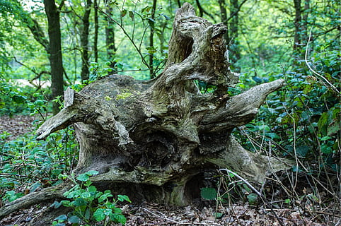 radice, albero, natura, ceppo, foresta, muschio, energia naturale, legna, abbaiare, verde, radicato, vecchio, radice dell'albero, pianta, tronco d'albero, tronco, terra, crescita, giorno, nessuno, la tranquillità, bosco, legno - materiale, pianta morta, all'aperto, bellezza nella natura, colore verde, 1080P, CC0, dominio pubblico, privo di copyright