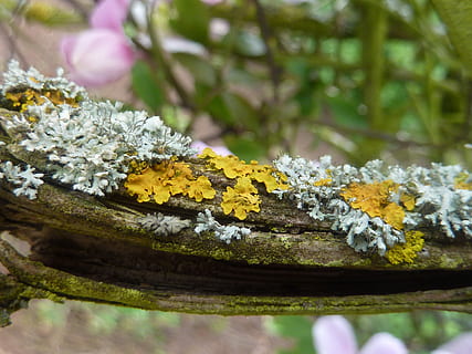 weave, moss, branch, bemoost, nature, plant, fouling, flower, flowering plant, freshness, beauty in nature, close-up, vulnerability, fragility, selective focus, growth, day, no people, petal, flower head, yellow, inflorescence, outdoors, lichen, tranquility, 2K, CC0, public domain, royalty free