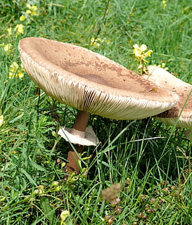 champignon, agaric, beige, forår, grønt græs, eng, græs, svamp, plante, vækst, grøntsag, jord, mad, grøn farve, natur, Mark, paddehat, ingen mennesker, spiselige svampe, dag, tæt på, mad og drikke, skønhed i naturen, friskhed, vild, 2K, CC0, offentligt domæne, royaltyfrie