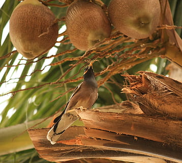 Kokosnüsse, Baum, getrocknet, mynah, gemeinsame myna, Vogel, Sturnus, Natur, Tier, keine Leute, Tag, Tierwelt, Tierthemen, Wirbeltier, Tiere in freier Wildbahn, Gruppe von Tieren, Ast, Blatt, Lebensmittel, Nahansicht, hocken, Pflanzenteil, Pflanze, Flachwinkelansicht, Essen und Trinken, 1080P, CC0, gemeinfrei, lizenzfrei