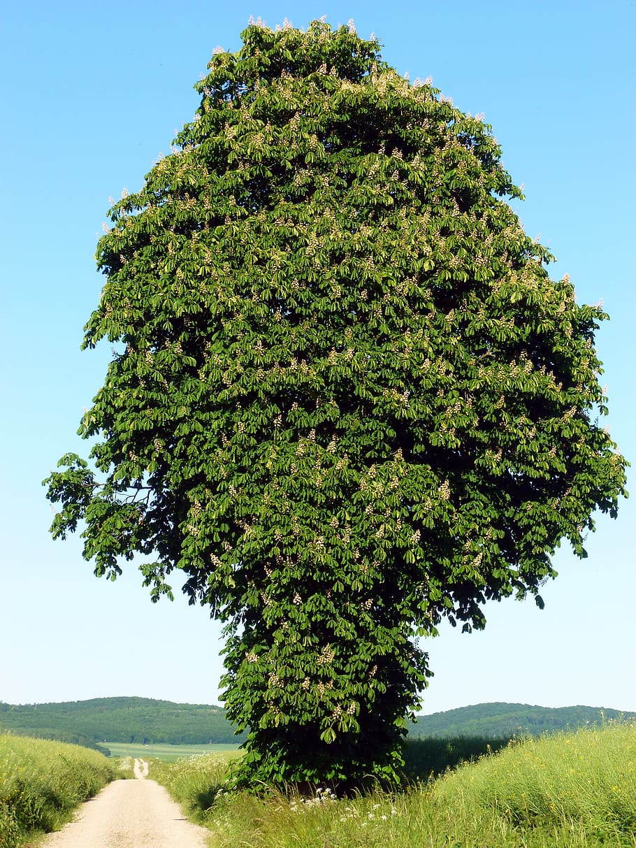 castanyer, arbre caducifoli, castanya, flor, florir, arbre, fulla de castanyer, flor de castanyer, fulles, branques, estètic, estiu, verd, blau, gegant, gegant de l'arbre, cel, cel blau, visió, caminar, carril, lluny, camps, saxònia inferior, paisatge, imposant, rural, naturalesa, assolellat, planta, color verd, a l'aire lliure, escena rural, herba, cap gent, cel clar, dia, creixement, bellesa a la natura, tranquil·litat, terra, camp, escena tranquil·la, medi ambient, escenics - natura, direcció, 4K