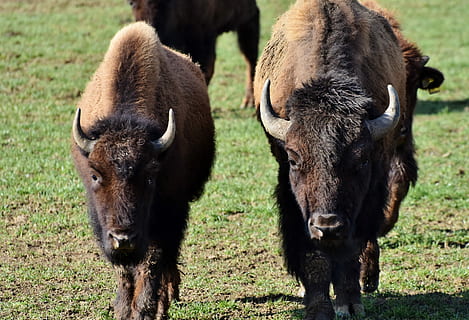 bisonte, búfalo, cuerna, bisonte americano, salvaje, ganado, carne de vaca, cabeza de bisonte, masivo, animal, naturaleza, pasto, temas de animales, mamífero, grupo de animales, tierra, campo, vertebrado, animales domesticos, fauna animal, nadie, hierba, día, dos animales, nacional, mascotas, en pie, centrarse en primer plano, al aire libre, herbívoro, 4K, CC0, dominio público, libre de derechos