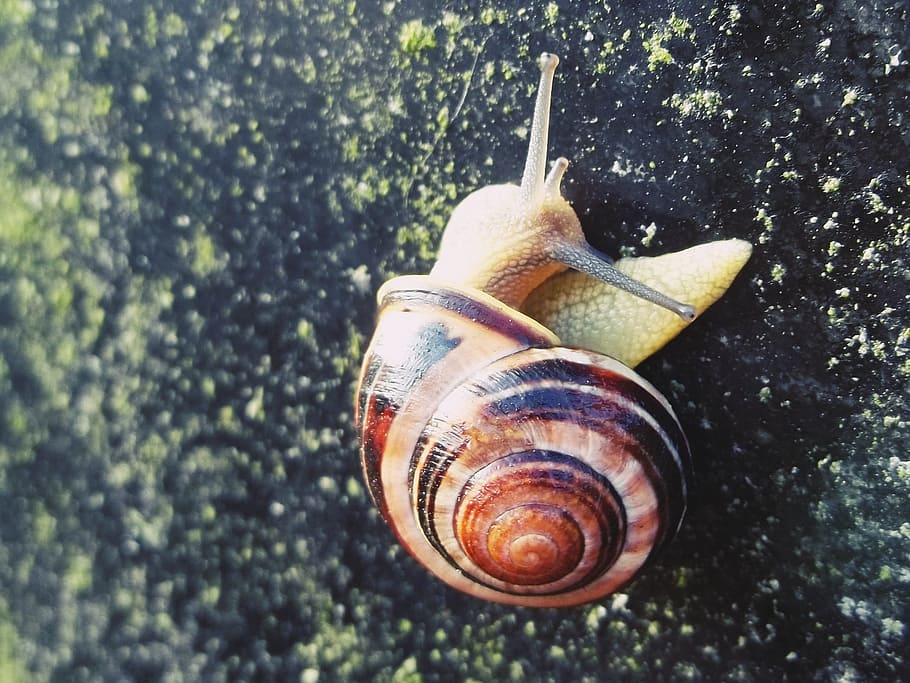 snegl, skal, gemme væk, tæt, natur, snegl shell, mollusk, spiralformet, dyr, langsomt, væsen, boliger, sten-, Brun, havsnegle, dyreliv, dyreskal, hvirvelløse, dyr i naturen, dyre temaer, et dyr, tæt på, dag, ingen mennesker, kedsomhed, dyr kropsdel, dyr antenne, udendørs, kravle, 1080P