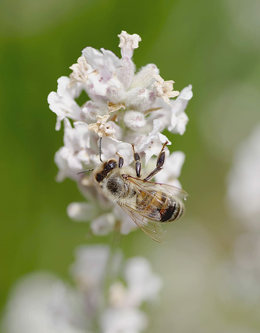 bi, insekt, pollinates, nektar, indsamle, honning, natur, makro, grøn, klar, blomst, pollen, et dyr, ingen mennesker, dyr i naturen, dyr, dyre temaer, hvirvelløse, blomstrende plante, dyreliv, skønhed i naturen, tæt på, skrøbelighed, plante, sårbarhed, friskhed, fokus på forgrunden, bestøvning, vækst, blomsterhoved, udendørs, 2K