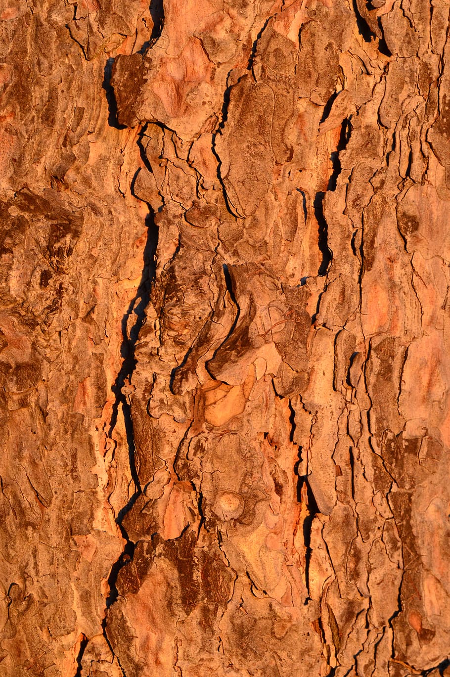 tre, stamme, bark, skog, naturlig, anlegg, utendørs, løvverk, vekst, mønster, økologi, furu, årstid, Miljø, tømmer, barskog, flora, økologiske, bevaring, logging, eco, Logg, avskoging, bakgrunn, full ramme, brun, ingen folk, strukturert, nærbilde, stein, natur, søle, naturskjønnhet - natur, rock-objekt, fast, klima, geologi, fysisk geografi, skitt, land, sprakk, tørke, tørt klima, teksturert effekt, erodert, 5K