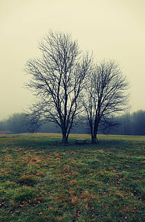 boom, broers, veld-, dennenbeek, New Jersey, buitenshuis, natuur, mist, bewolkt, zwoel, koude, gras, gewoon twee, 2, fabriek, hemel, kale boom, landschap, kalmte, land-, schoonheid in de natuur, rustige scène, milieu, scenics - natuur, niet-stedelijke scène, heldere lucht, geen mensen, eenzaamheid, tak, geïsoleerd, 2K, CC0, publiek domein, royaltyvrij