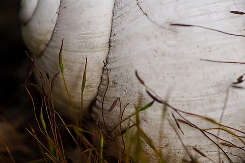 shell, makro, skal, makro, natur, Brun, tæt på, træ - materiale, plante, baggrunde, vækst, ingen mennesker, dag, udendørs, selektiv fokusering, blad, tekstureret, fokus på forgrunden, plante del, hvid farve, skrøbelighed, sårbarhed, skønhed i naturen, græs, træ, friskhed, 4K, CC0, offentligt domæne, royaltyfrie