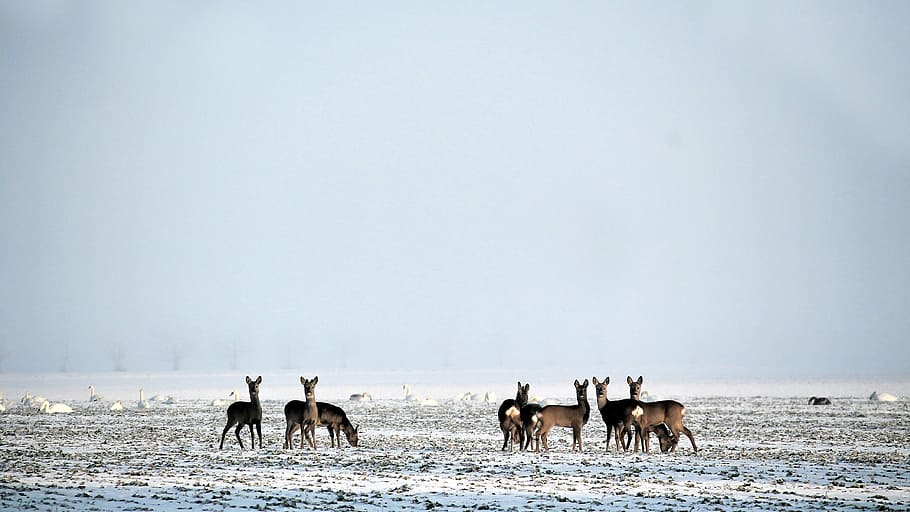 hivern, cérvol, salvatge, neu, nebulós, purins, nevat, paisatge, elbaue, prettin, grup d’animals, temes d'animals, animal, mamífer, fauna animal, animals domèstics, animals a la natura, cel, bestiar, terra, cap gent, medi ambient, naturalesa, vertebrats, nacional, còpia espai, gran grup d’animals, dia, bellesa a la natura, ramat, a l'aire lliure, 4K