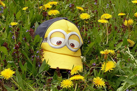 negru, galben, lingău, montate, capac, câmp de flori, rece, ochelari de protecție, minions, situată între păpădie, pierdut, a uita, plantă, creştere, floare, planta cu flori, reprezentare, natură, reprezentarea animalelor, nici o persoana, camp, zi, Culoarea verde, iarbă, teren, frumusețe în natură, prospeţime, a închide, în aer liber, creativitate, fața antropomorfă, cap de floare, 2K, CC0, domeniu public, fără drepturi de autor