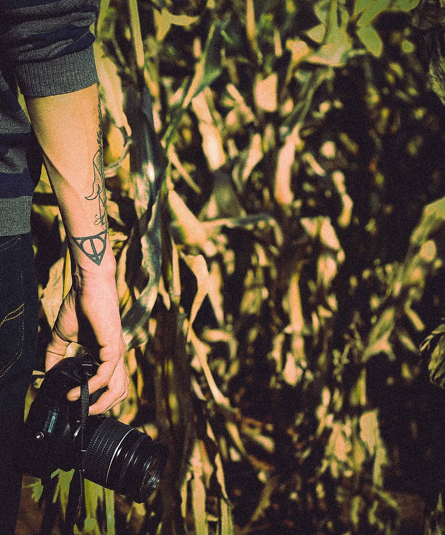 Person, halten, Stehen, Bananenbäume, DSLR-Kamera, Banane, Bäume, Natur, draußen, Menschen, Männer, eine Person, Arbeiten, Hobbys, Ausrüstung, nur für Erwachsene, nur eine frau, Erwachsene, menschliches Körperteil, Körperteil, Pflanze, Tag, Frau, Land, Sonnenlicht, niedriger Abschnitt, Lebensstile, menschliches Glied, Pflanzenteil, Blatt, Gliedmaßen, menschliches Bein, 2K
