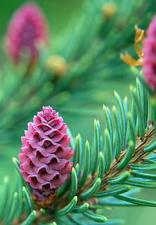forår, fyrretræ, spiring, blomst, vækst, plante, natur, skrøbelighed, skønhed i naturen, lyserød farve, blomstrende plante, tæt på, friskhed, sårbarhed, blomsterhoved, kronblad, blomsterstand, fokus på forgrunden, dag, ingen mennesker, selektiv fokusering, grøn farve, botanik, nåletræ, 2K, CC0, offentligt domæne, royaltyfrie