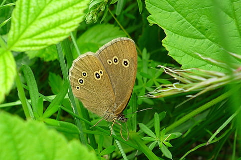 Schmetterling, Insekt, biege, beschmutzt, Sitzung, ausruhen, Fauna, Blatt, Pflanzenteil, Pflanze, grüne Farbe, Natur, Nahansicht, wirbellos, Tier, Tierwelt, Tierthemen, Wachstum, Schmetterling - Insekt, Schönheit in der Natur, Tiere in freier Wildbahn, keine Leute, Tierflügel, ein Tier, Tag, braun, draußen, 720P, CC0, gemeinfrei, lizenzfrei