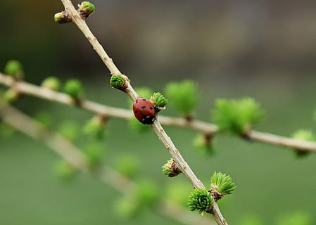 เต่าทอง, ใบไม้, ต้นไม้, วัยรุ่น, สีเขียว, ธรรมชาติ, ladybugs, ทุ่งหญ้า, สวน, แมโคร, หญ้า, ฤดูใบไม้ผลิ, ปลูก, แมลง, มุ่งเน้นไปที่เบื้องหน้า, ใกล้ชิด, สัตว์ป่า, สัตว์ที่ไม่มีกระดูกสันหลัง, ธีมสัตว์, สัตว์ในป่า, สัตว์, ไม่มีคน, สัตว์หนึ่งตัว, วัน, ความงามในธรรมชาติ, ด้วง, กิ่งก้าน, ลำต้นของพืช, กลางแจ้ง, เล็ก, 2K, CC0, โดเมนสาธารณะ, ค่าลิขสิทธิ์ฟรี