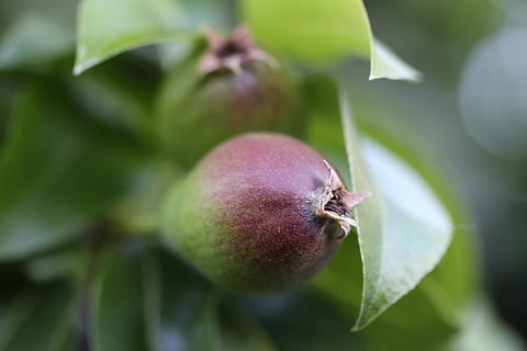 pære, trives, grøn, rød, dyrke, frugt, smart, træ, afdeling, natur, lille, mad, mad og drikke, blad, sund kost, plante del, tæt på, vækst, plante, friskhed, grøn farve, ingen mennesker, fokus på forgrunden, dag, selektiv fokusering, velvære, landbrug, udendørs, moden, 5K, CC0, offentligt domæne, royaltyfrie