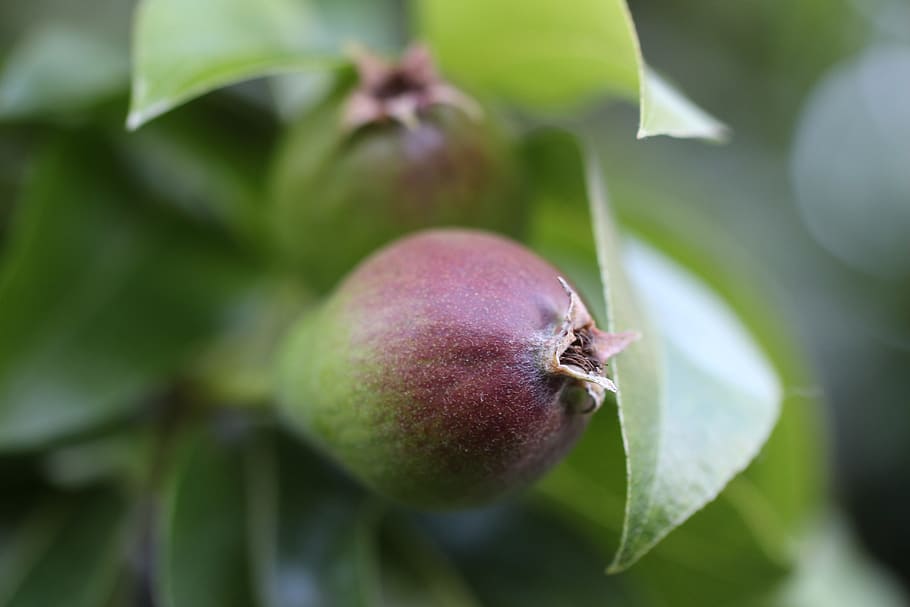 pera, prosperar, verd, vermell, créixer, fruita, intel·ligent, arbre, branca, naturalesa, petit, menjar, menjar i beguda, full, alimentació saludable, part de la planta, primer pla, creixement, planta, frescor, color verd, cap gent, centrar-se en primer pla, dia, enfocament selectiu, benestar, agricultura, a l'aire lliure, madur, 5K