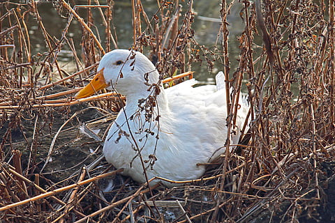 Oca, primavera, animali, volatile, natura, uccelli, uccello, animale, becco, nido d'animali, bianca, all'aperto, piuma, animali allo stato selvatico, un animale, temi animali, fauna selvatica, vertebrato, nessuno, giorno, pianta, lago, ramoscello, avvicinamento, acqua, anatra, uccello acquatico, 5K, CC0, dominio pubblico, privo di copyright