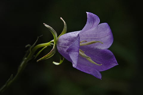 blossom, bloom, violet, spring, flower, flowering plant, freshness, plant, petal, vulnerability, beauty in nature, fragility, close-up, inflorescence, flower head, purple, nature, no people, studio shot, growth, botany, outdoors, black background, soft focus, 5K, CC0, public domain, royalty free