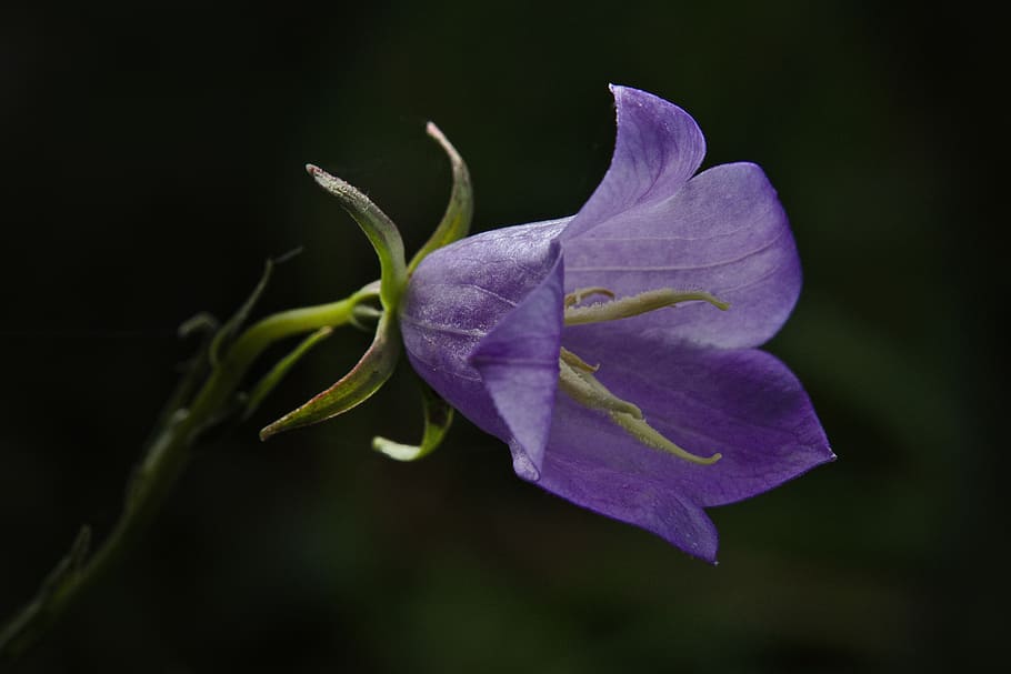blossom, bloom, violet, spring, flower, flowering plant, freshness, plant, petal, vulnerability, beauty in nature, fragility, close-up, inflorescence, flower head, purple, nature, no people, studio shot, growth, botany, outdoors, black background, soft focus, 5K
