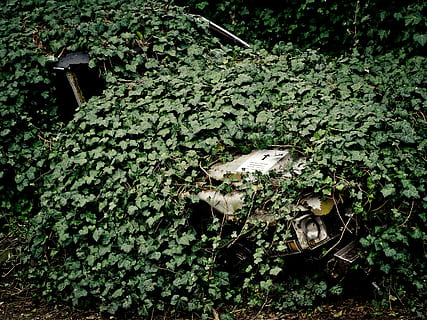 Auto, Wrack, Schrott, Oldtimer, alt, gebrochen, Fahrzeug, verrostet, bewachsen, Efeu, ausgeschaltet, Cadillac, verlassen, Pflanze, Wachstum, Blatt, Pflanzenteil, grüne Farbe, Natur, keine Leute, Baum, Schönheit in der Natur, Tag, draußen, Laub, Grün, Kriechpflanze, High Angle View, die Architektur, üppiges Laub, Land, Ruhe, 4K, CC0, gemeinfrei, lizenzfrei