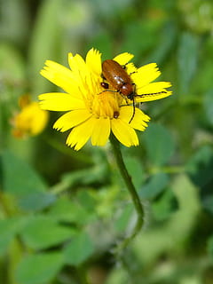 billen, bille, Diptera, ung, appelsinbille, mælkebøtte, antenner, blomst, insekt, et dyr, gul, dyre temaer, plante, blomstrende plante, skrøbelighed, hvirvelløse, vækst, sårbarhed, kronblad, dyr, dyr i naturen, skønhed i naturen, blomsterhoved, dyreliv, friskhed, tæt på, blomsterstand, pollen, bestøvning, ingen mennesker, udendørs, 1080P, CC0, offentligt domæne, royaltyfrie