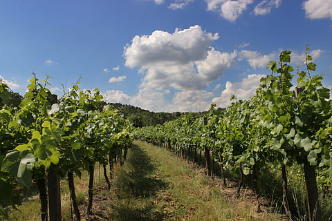 vinya, núvols, cel, blau, cel, blau, blau cel, cel, blau, cel blau, paisatge, agricultura, cultiu, escena rural, granja, creixement, camp, planta, núvol - cel, naturalesa, color verd, bellesa a la natura, escenics - natura, terra, escena tranquil·la, tranquil·litat, medi ambient, menjar i beguda, arbre, cap gent, elaboració de vins, plantació, a l'aire lliure, 5K, CC0, domini públic, lliure de regalies