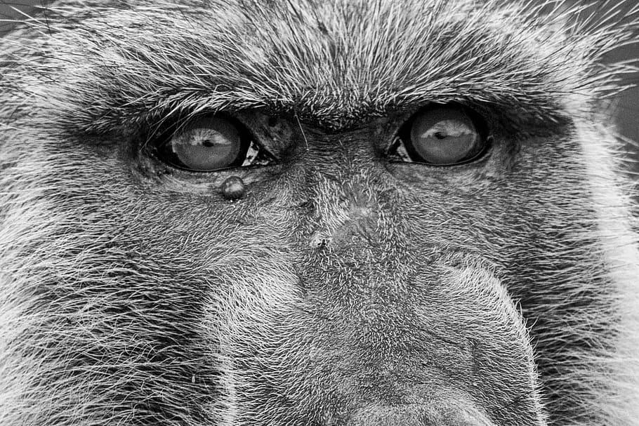 abe, bavianer, gamle verden abe, primater, vigtig, safari, dyr, primat, pattedyr, dyreliv, dyr i naturen, Afrika, et dyr, portræt, tæt på, kigger på kameraet, dyre temaer, dyr kropsdel, øje, ingen mennesker, dyr øje, fuld ramme, dyr hoved, hvirveldyr, leder, baggrunde, bavian, 1080P