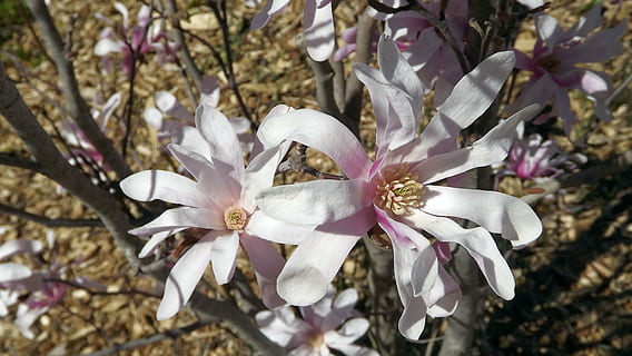 Flora, Vegetation, Natur, Baum, Magnolie, Rosa, Blumen, Geäst, Knospen in voller Blüte, Magnolienblume, Frühling, Nahansicht, Garten, blühende Pflanze, Pflanze, Blume, Schönheit in der Natur, Zerbrechlichkeit, Verletzlichkeit, Frische, Blütenblatt, Wachstum, weiße Farbe, Blütenstand, blühen, keine Leute, Blütenkopf, Pollen, Ast, Kirschblüte, lila, 4K, CC0, gemeinfrei, lizenzfrei