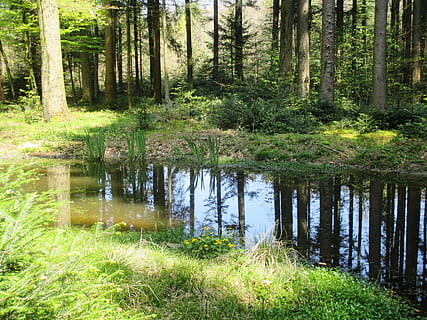 lago, circondato, verde, piante, alberi, giorno, foresta, stagno, mirroring, natura, riposo, pianta, albero, acqua, la tranquillità, terra, scena tranquilla, bellezza nella natura, crescita, scenics - natura, erba, nessuno, tronco d'albero, colore verde, riflessione, tronco, bosco, all'aperto, palude, 4K, CC0, dominio pubblico, privo di copyright