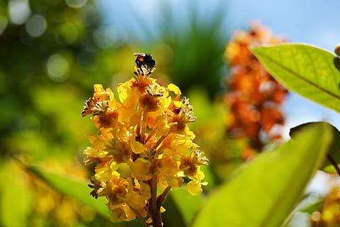 bee, flower, silver, nectar, nature, pollen, yellow, insect, pollination, summer, leaf, springtime, plant, outdoors, honey, close-up, invertebrate, animal wildlife, animal themes, flowering plant, animal, animals in the wild, beauty in nature, one animal, freshness, petal, flower head, fragility, no people, 5K, CC0, public domain, royalty free