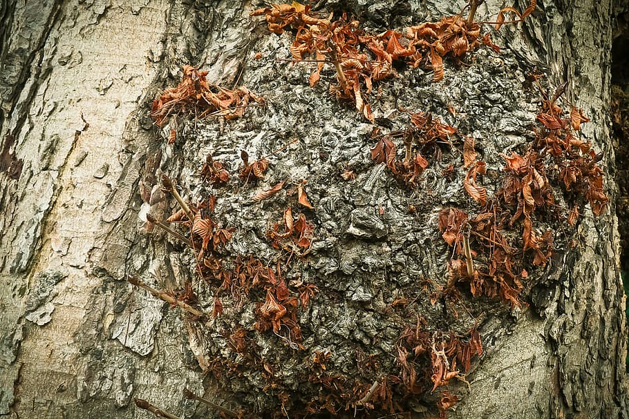 strom, kůra, log, listy, podzim, barva pádu, zlatý podzim, zavřít, struktura, starý, starý strom, kufr, kmen stromu, texturou, rostlinné kůry, rostlina, hrubý, detail, dřevo - materiál, nikdo, Příroda, hmyz, den, zvířata ve volné přírodě, skupina zvířat, zvířat, bezobratlý, venku, lišejník, 4K