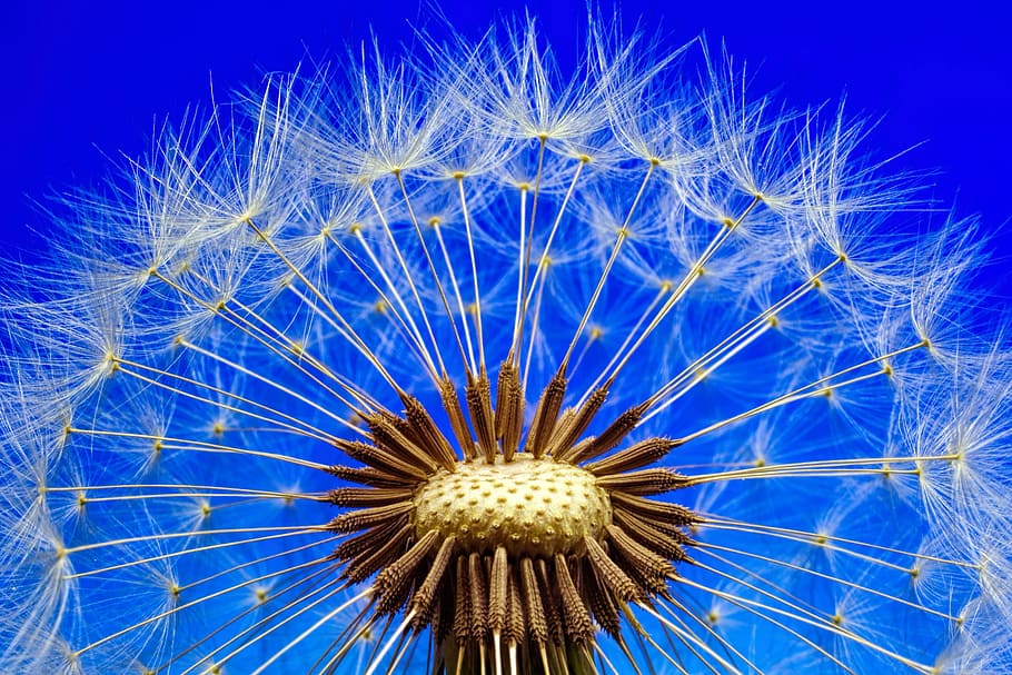 makrofotografering, hvid, blomster, natur, mælkebøtte, makro, tæt på, blomst, plante, frø, spids blomst, forår, blomstre, flor, blå, forårsbloem, blomstrende plante, sårbarhed, skrøbelighed, blomsterstand, skønhed i naturen, blomsterhoved, ingen mennesker, friskhed, lav vinkel visning, vækst, dag, himmel, mælkebøtte frø, pollen, blødhed, lilla, strittende, 2K