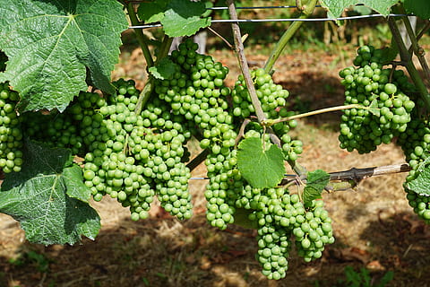 vineyard, grape, green, spring, fragrance, aroma, perfume, active substance, cosmetics, spa, beauty, beautiful, cellular, women's day, easter, pentecost, garden, park, nature, relaxation, gift, surprise, growth, fruit, food and drink, plant, healthy eating, agriculture, green color, food, field, leaf, bunch, plant part, vine, crop, land, day, freshness, no people, winemaking, outdoors, plantation, 5K, CC0, public domain, royalty free